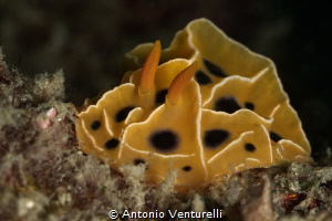 Reticulidia suzanneae has typical yellow body, with raise... by Antonio Venturelli 